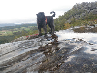 de syv söstre, bouvier des flandres, Lovaktarens Vega, på tur med hund