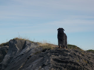 bouvier des flandres, Vega