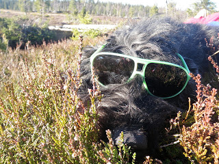 cool hund, bouvier des flandres, hund med glasögon