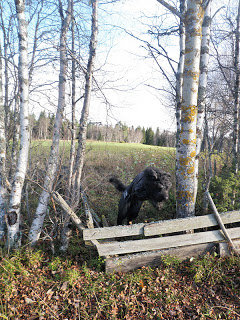 hund hoppar över staket
