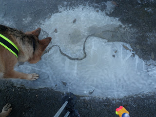 schäfer
