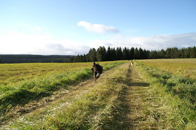 bouvier des flandres och schäfer