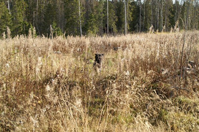 hund högt gräs, bouvier des flandres