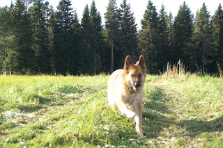 schäfer Dixie Hund