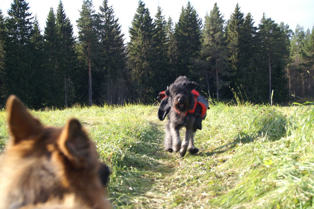 bouvier des flandes klövja hund