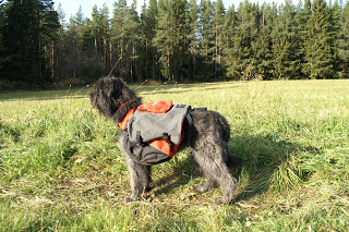 bouvier des flandes klövja hund