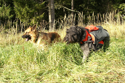 bouvier des flandes klövja hund schäfer äter gräs