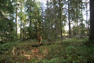 schäfer skog hoppar