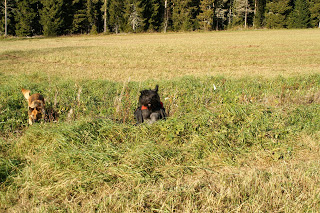 bouvier des flandes klövja hund schäfer