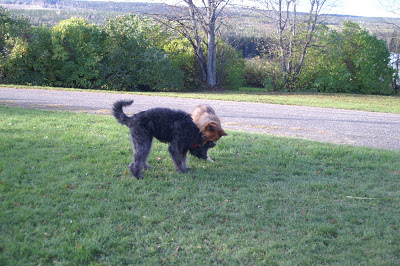 bouvier des flandres och schäfer i lek