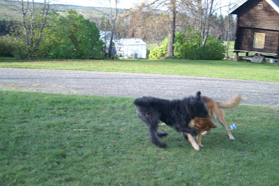 bouvier des flandres och schäfer i lek
