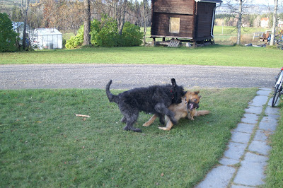 bouvier des flandres och schäfer i lek