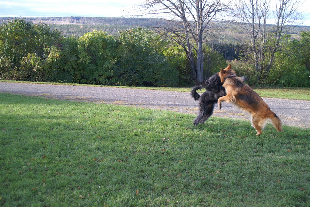 bouvier des flandres och schäfer i lek