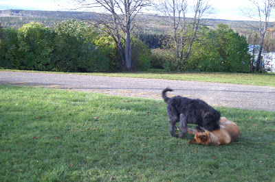 bouvier des flandres och schäfer i lek