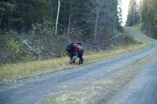 bouvier des flandes klövja hund