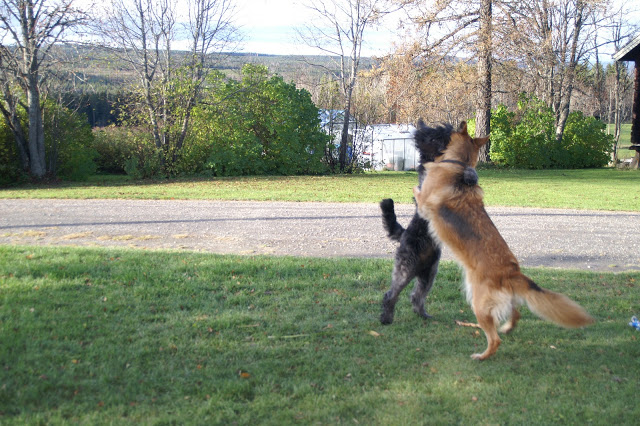 bouvier des flandres och schäfer i lek