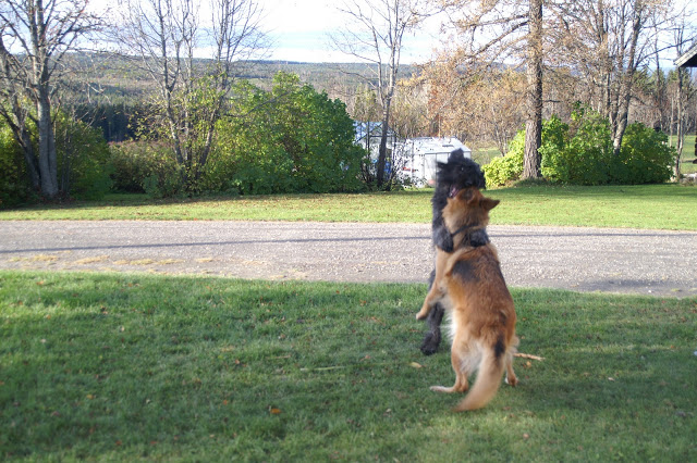 bouvier des flandres och schäfer i lek