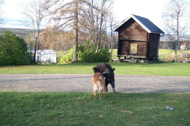bouvier des flandres och schäfer i lek