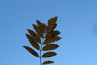 höstlöv blå himmel