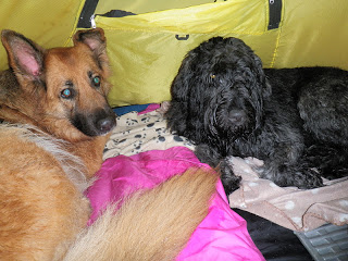 hund i tält